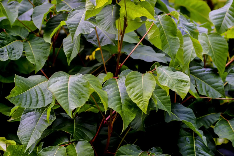 Rhus toxicodendron – Der homöopathische Allrounder für Bewegung und Haut