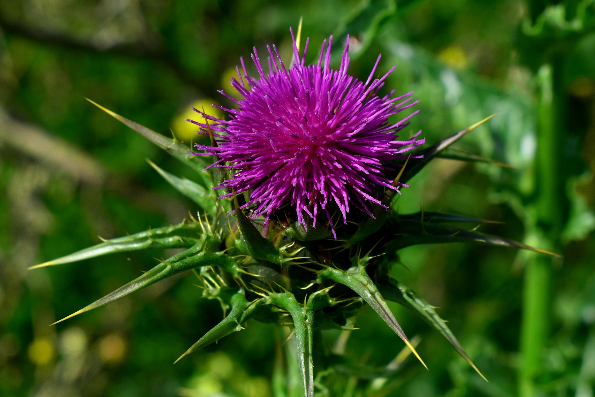 Arzneimittelbild: Carduus Marianus – Mariendistel